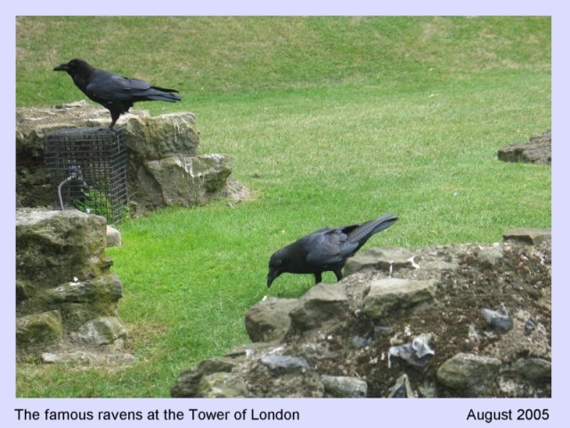 RAVENS AT THE TOWER