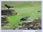 RAVENS AT THE TOWER
