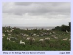SHEEP ON BIRKRIGG