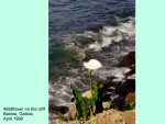 WILDFLOWER IN BAIONA
