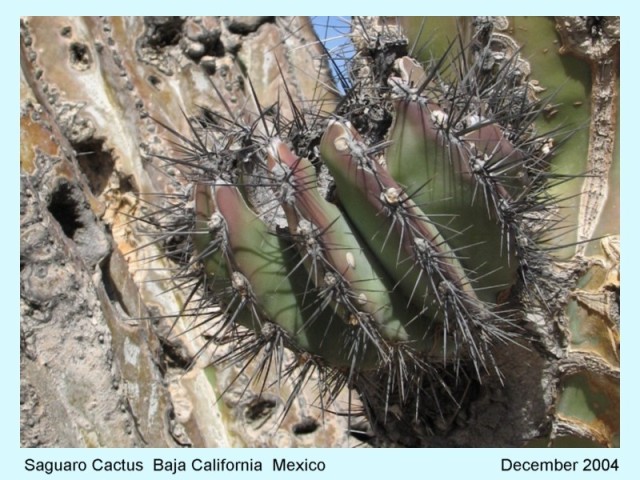 SAGUARO CACTUS