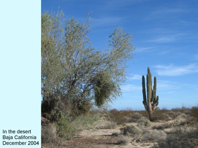IN THE DESERT