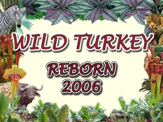 Highlight for Album: WILD TURKEY REBORN 2006