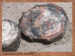 PETRIFIED WOOD