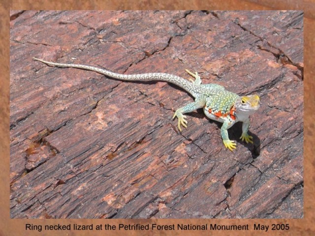 RING NECKED LIZARD