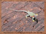 RING NECKED LIZARD