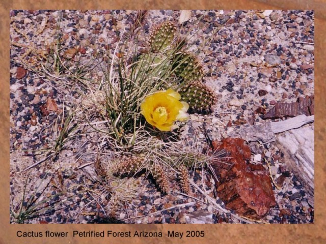 CACTUS FLOWER