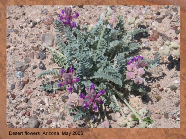 DESERT FLOWERS