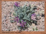 DESERT FLOWERS