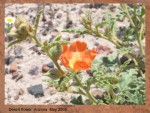 DESERT FLOWER