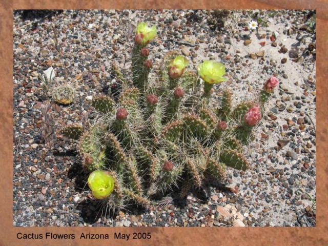 CACTUS FLOWERS