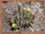 CACTUS FLOWERS