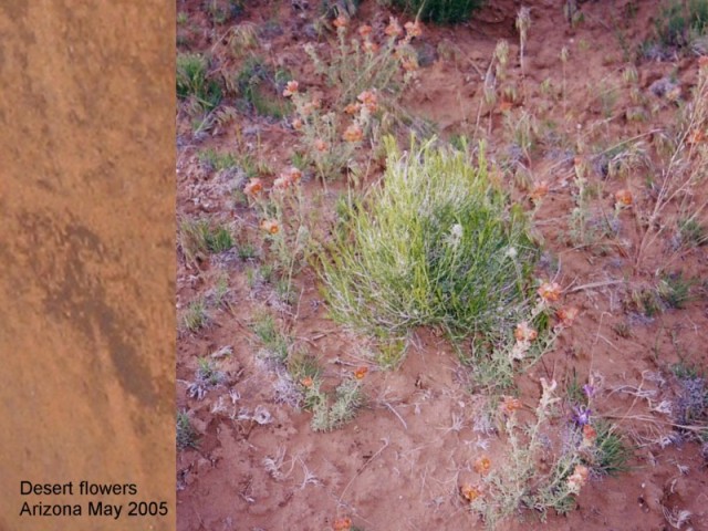 WILDFLOWERS