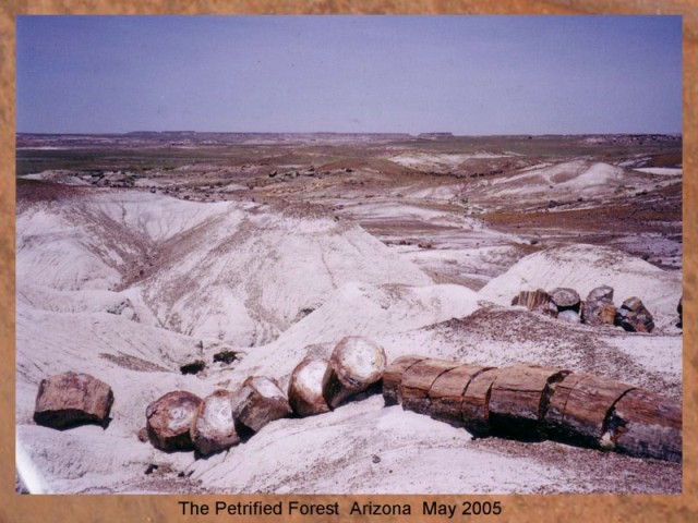 PETRIFIED FOREST