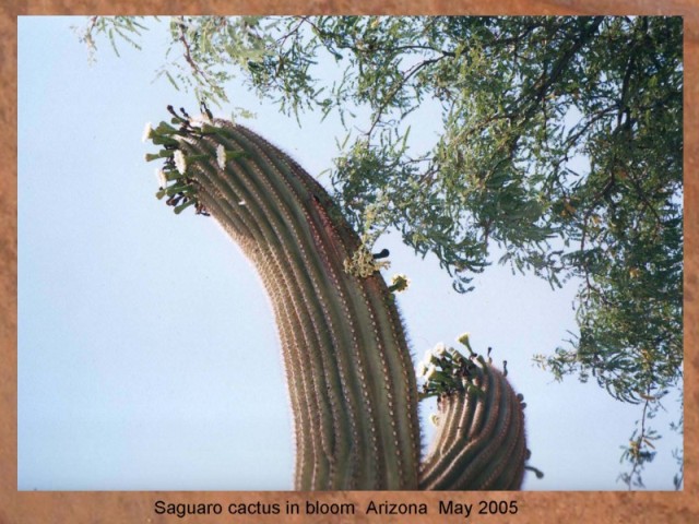 SAGUARO CACTUS IN BLOOM